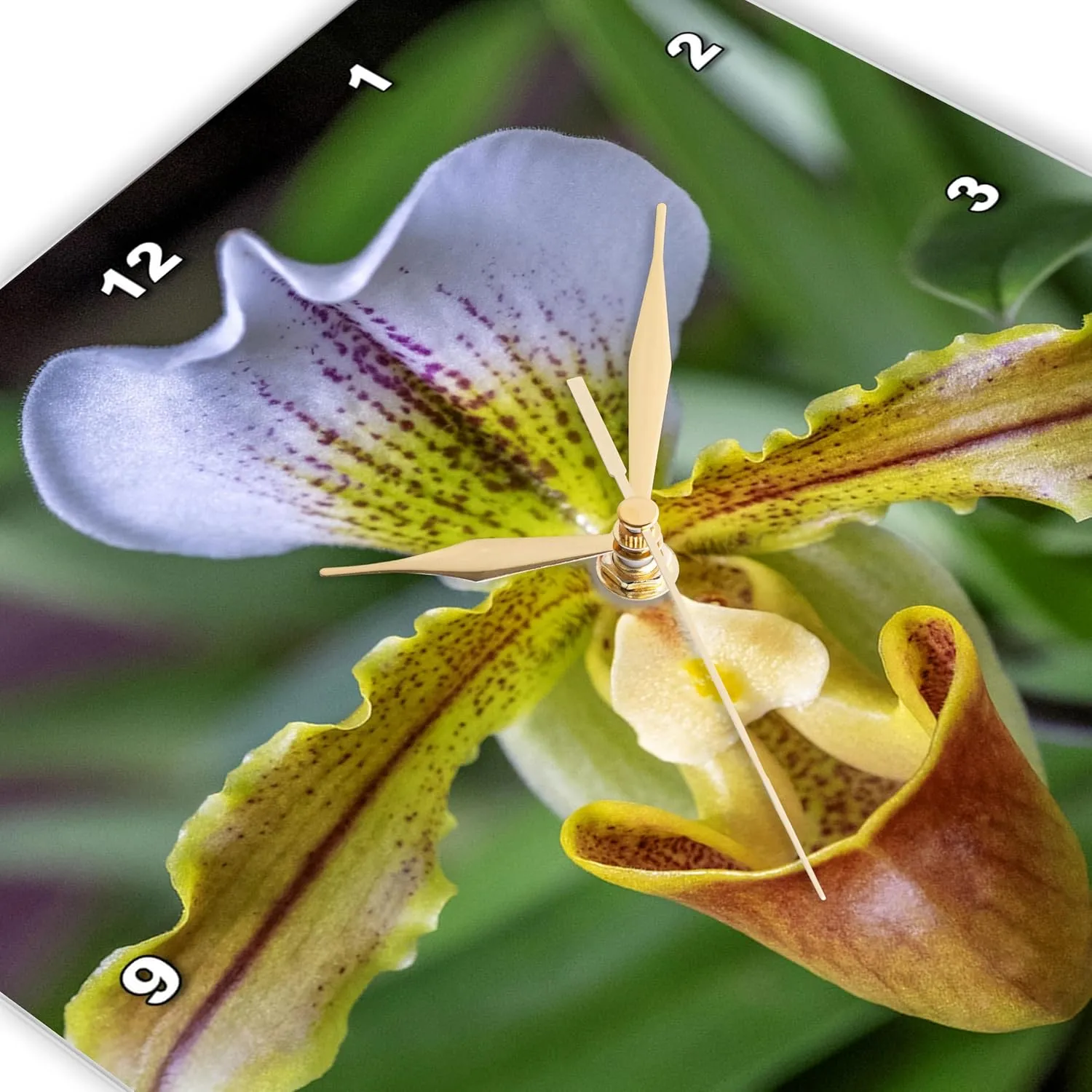 3dRose Wall Clock Silent - 10 inch - Venus Slipper Orchid - Flower