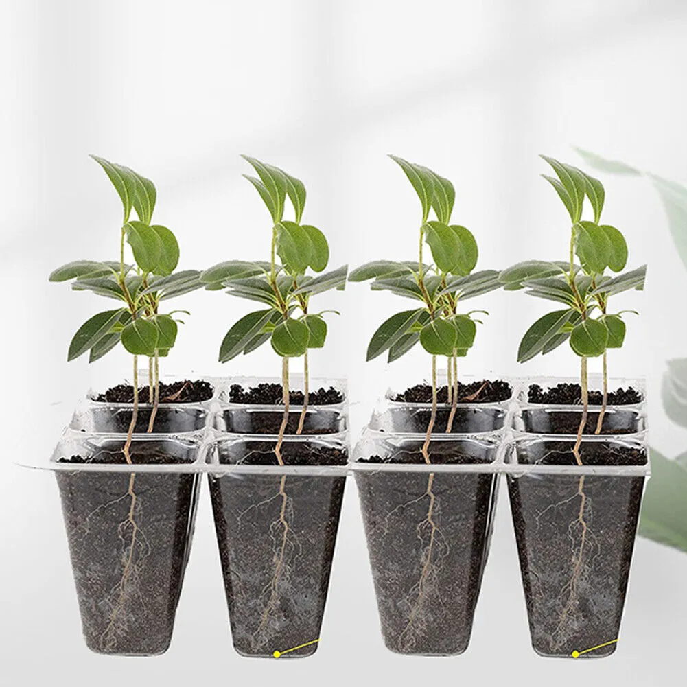 US 5-10 Pack Seed Starter Tray Peat Pots Kit Plant Growing Nursery Biodegradable